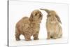 Peekapoo (Pekingese X Poodle) Puppy and Sandy Lop Rabbit-Mark Taylor-Stretched Canvas