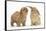Peekapoo (Pekingese X Poodle) Puppy and Sandy Lop Rabbit-Mark Taylor-Framed Stretched Canvas