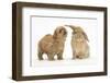 Peekapoo (Pekingese X Poodle) Puppy and Sandy Lop Rabbit-Mark Taylor-Framed Premium Photographic Print