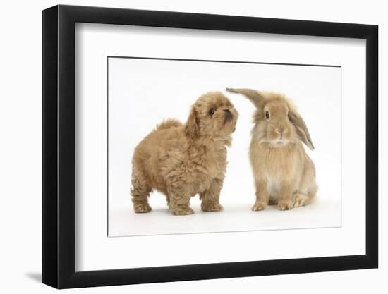 Peekapoo (Pekingese X Poodle) Puppy and Sandy Lop Rabbit-Mark Taylor-Framed Premium Photographic Print