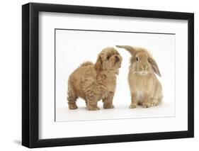 Peekapoo (Pekingese X Poodle) Puppy and Sandy Lop Rabbit-Mark Taylor-Framed Premium Photographic Print