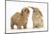 Peekapoo (Pekingese X Poodle) Puppy and Sandy Lop Rabbit-Mark Taylor-Mounted Premium Photographic Print