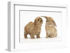 Peekapoo (Pekingese X Poodle) Puppy and Sandy Lop Rabbit-Mark Taylor-Framed Photographic Print