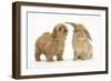 Peekapoo (Pekingese X Poodle) Puppy and Sandy Lop Rabbit-Mark Taylor-Framed Photographic Print