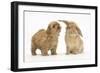 Peekapoo (Pekingese X Poodle) Puppy and Sandy Lop Rabbit-Mark Taylor-Framed Photographic Print