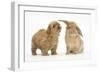 Peekapoo (Pekingese X Poodle) Puppy and Sandy Lop Rabbit-Mark Taylor-Framed Photographic Print