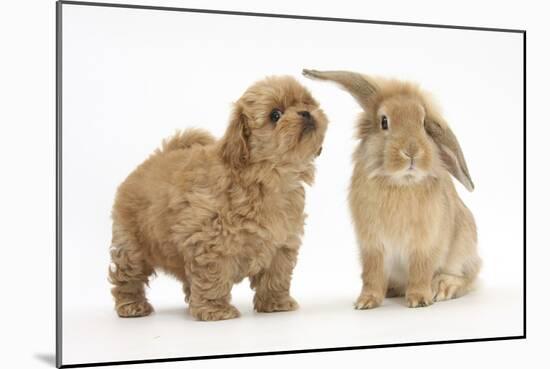 Peekapoo (Pekingese X Poodle) Puppy and Sandy Lop Rabbit-Mark Taylor-Mounted Photographic Print