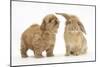 Peekapoo (Pekingese X Poodle) Puppy and Sandy Lop Rabbit-Mark Taylor-Mounted Photographic Print