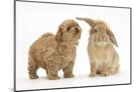 Peekapoo (Pekingese X Poodle) Puppy and Sandy Lop Rabbit-Mark Taylor-Mounted Photographic Print