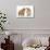 Peekapoo (Pekingese X Poodle) Puppy and Sandy Lop Rabbit-Mark Taylor-Photographic Print displayed on a wall