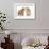 Peekapoo (Pekingese X Poodle) Puppy and Sandy Lop Rabbit-Mark Taylor-Framed Photographic Print displayed on a wall