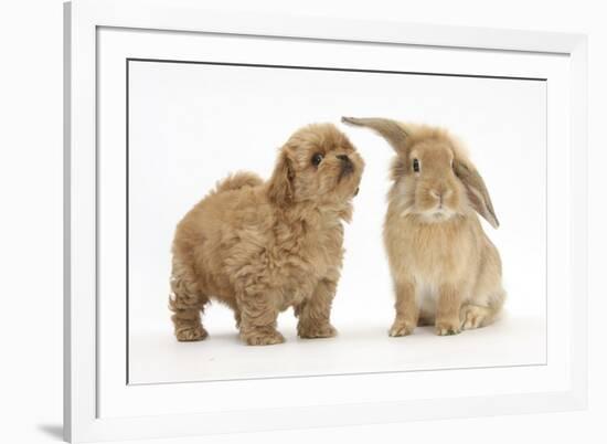 Peekapoo (Pekingese X Poodle) Puppy and Sandy Lop Rabbit-Mark Taylor-Framed Photographic Print