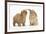 Peekapoo (Pekingese X Poodle) Puppy and Sandy Lop Rabbit-Mark Taylor-Framed Photographic Print