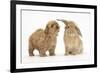 Peekapoo (Pekingese X Poodle) Puppy and Sandy Lop Rabbit-Mark Taylor-Framed Photographic Print