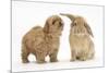 Peekapoo (Pekingese X Poodle) Puppy and Sandy Lop Rabbit-Mark Taylor-Mounted Photographic Print