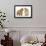 Peekapoo (Pekingese X Poodle) Puppy and Sandy Lop Rabbit-Mark Taylor-Framed Photographic Print displayed on a wall