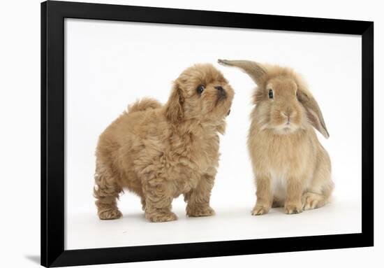 Peekapoo (Pekingese X Poodle) Puppy and Sandy Lop Rabbit-Mark Taylor-Framed Photographic Print