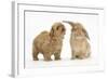Peekapoo (Pekingese X Poodle) Puppy and Sandy Lop Rabbit-Mark Taylor-Framed Photographic Print