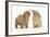 Peekapoo (Pekingese X Poodle) Puppy and Sandy Lop Rabbit-Mark Taylor-Framed Photographic Print