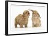 Peekapoo (Pekingese X Poodle) Puppy and Sandy Lop Rabbit-Mark Taylor-Framed Photographic Print