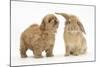 Peekapoo (Pekingese X Poodle) Puppy and Sandy Lop Rabbit-Mark Taylor-Mounted Photographic Print