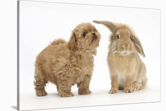 Peekapoo (Pekingese X Poodle) Puppy and Sandy Lop Rabbit-Mark Taylor-Stretched Canvas