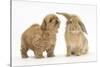 Peekapoo (Pekingese X Poodle) Puppy and Sandy Lop Rabbit-Mark Taylor-Stretched Canvas