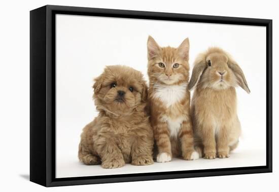 Peekapoo (Pekingese X Poodle) Puppy, Ginger Kitten and Sandy Lop Rabbit, Sitting Together-Mark Taylor-Framed Stretched Canvas