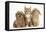 Peekapoo (Pekingese X Poodle) Puppy, Ginger Kitten and Sandy Lop Rabbit, Sitting Together-Mark Taylor-Framed Stretched Canvas