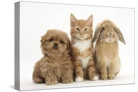 Peekapoo (Pekingese X Poodle) Puppy, Ginger Kitten and Sandy Lop Rabbit, Sitting Together-Mark Taylor-Stretched Canvas