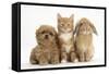 Peekapoo (Pekingese X Poodle) Puppy, Ginger Kitten and Sandy Lop Rabbit, Sitting Together-Mark Taylor-Framed Stretched Canvas