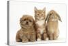 Peekapoo (Pekingese X Poodle) Puppy, Ginger Kitten and Sandy Lop Rabbit, Sitting Together-Mark Taylor-Stretched Canvas