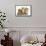 Peekapoo (Pekingese X Poodle) Puppy, Ginger Kitten and Sandy Lop Rabbit, Sitting Together-Mark Taylor-Framed Stretched Canvas displayed on a wall