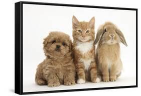 Peekapoo (Pekingese X Poodle) Puppy, Ginger Kitten and Sandy Lop Rabbit, Sitting Together-Mark Taylor-Framed Stretched Canvas