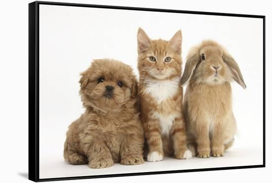 Peekapoo (Pekingese X Poodle) Puppy, Ginger Kitten and Sandy Lop Rabbit, Sitting Together-Mark Taylor-Framed Stretched Canvas