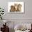 Peekapoo (Pekingese X Poodle) Puppy, Ginger Kitten and Sandy Lop Rabbit, Sitting Together-Mark Taylor-Stretched Canvas displayed on a wall