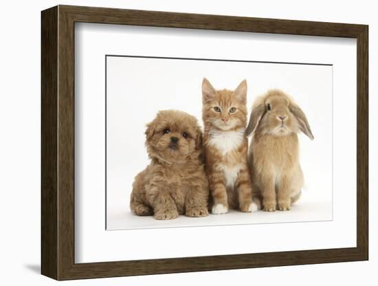 Peekapoo (Pekingese X Poodle) Puppy, Ginger Kitten and Sandy Lop Rabbit, Sitting Together-Mark Taylor-Framed Premium Photographic Print