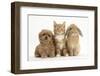 Peekapoo (Pekingese X Poodle) Puppy, Ginger Kitten and Sandy Lop Rabbit, Sitting Together-Mark Taylor-Framed Premium Photographic Print