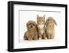 Peekapoo (Pekingese X Poodle) Puppy, Ginger Kitten and Sandy Lop Rabbit, Sitting Together-Mark Taylor-Framed Premium Photographic Print