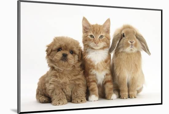 Peekapoo (Pekingese X Poodle) Puppy, Ginger Kitten and Sandy Lop Rabbit, Sitting Together-Mark Taylor-Mounted Premium Photographic Print
