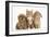 Peekapoo (Pekingese X Poodle) Puppy, Ginger Kitten and Sandy Lop Rabbit, Sitting Together-Mark Taylor-Framed Photographic Print