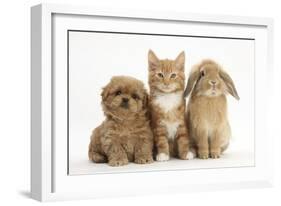 Peekapoo (Pekingese X Poodle) Puppy, Ginger Kitten and Sandy Lop Rabbit, Sitting Together-Mark Taylor-Framed Photographic Print