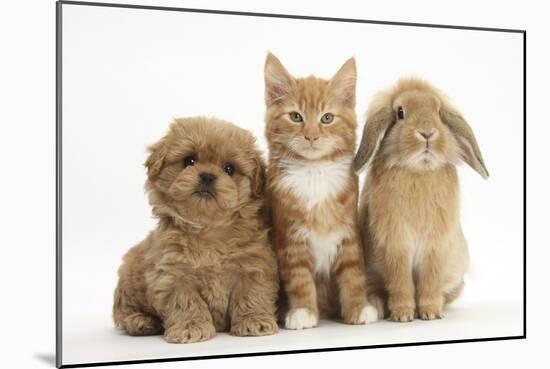 Peekapoo (Pekingese X Poodle) Puppy, Ginger Kitten and Sandy Lop Rabbit, Sitting Together-Mark Taylor-Mounted Photographic Print