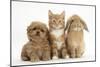 Peekapoo (Pekingese X Poodle) Puppy, Ginger Kitten and Sandy Lop Rabbit, Sitting Together-Mark Taylor-Mounted Photographic Print