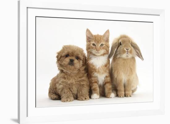 Peekapoo (Pekingese X Poodle) Puppy, Ginger Kitten and Sandy Lop Rabbit, Sitting Together-Mark Taylor-Framed Photographic Print