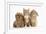 Peekapoo (Pekingese X Poodle) Puppy, Ginger Kitten and Sandy Lop Rabbit, Sitting Together-Mark Taylor-Framed Photographic Print