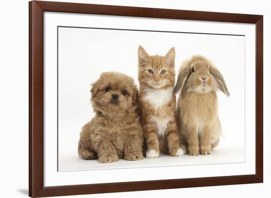 Peekapoo (Pekingese X Poodle) Puppy, Ginger Kitten and Sandy Lop Rabbit, Sitting Together-Mark Taylor-Framed Photographic Print