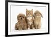 Peekapoo (Pekingese X Poodle) Puppy, Ginger Kitten and Sandy Lop Rabbit, Sitting Together-Mark Taylor-Framed Photographic Print