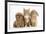 Peekapoo (Pekingese X Poodle) Puppy, Ginger Kitten and Sandy Lop Rabbit, Sitting Together-Mark Taylor-Framed Photographic Print