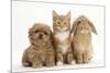 Peekapoo (Pekingese X Poodle) Puppy, Ginger Kitten and Sandy Lop Rabbit, Sitting Together-Mark Taylor-Mounted Photographic Print